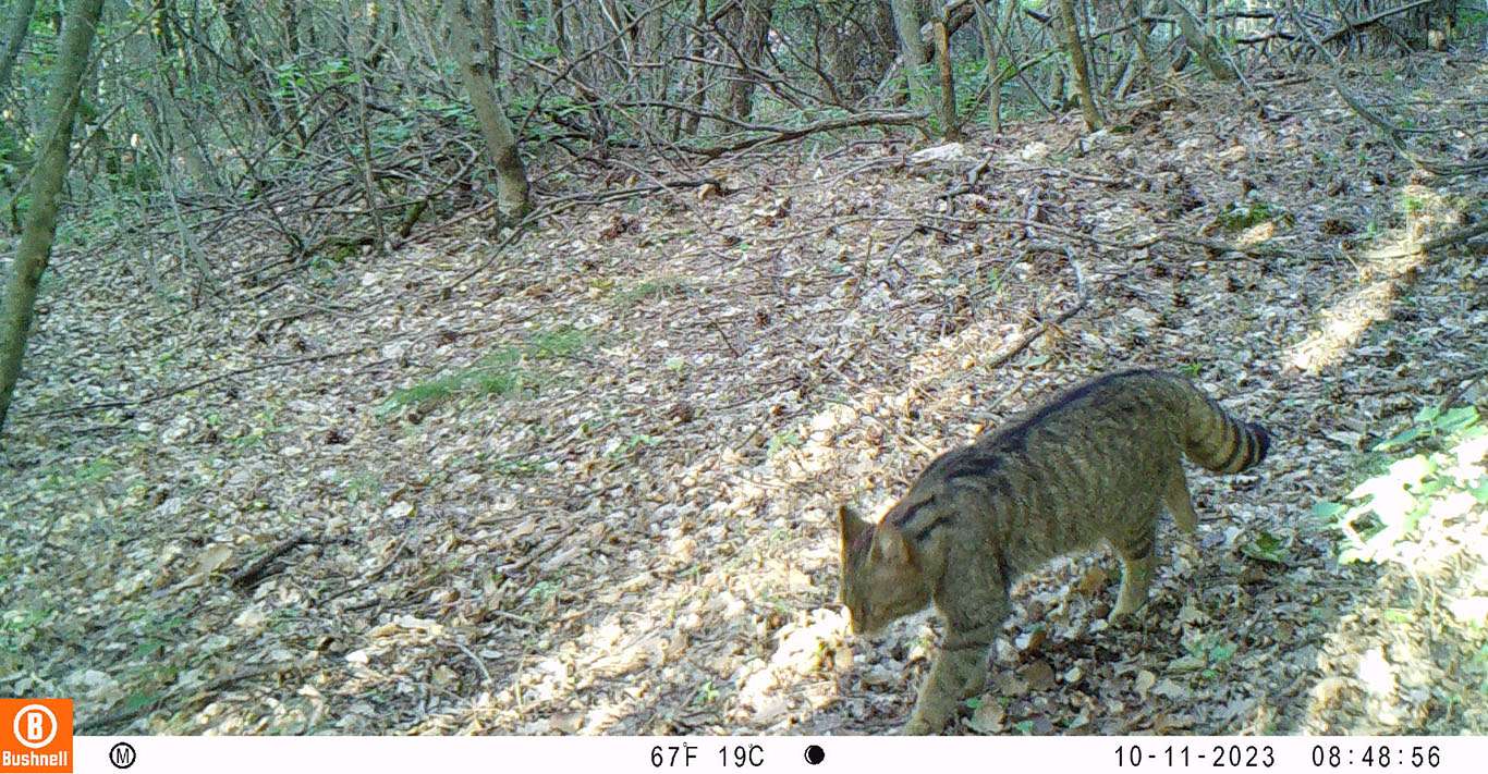 Gatto selvatico ripreso da fototrappola posizionata nel Parco delle Prealpi Giulie