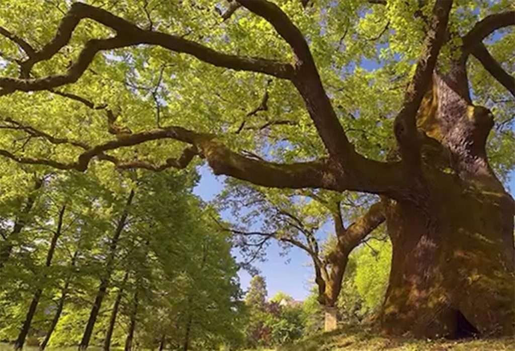 albero monumentale