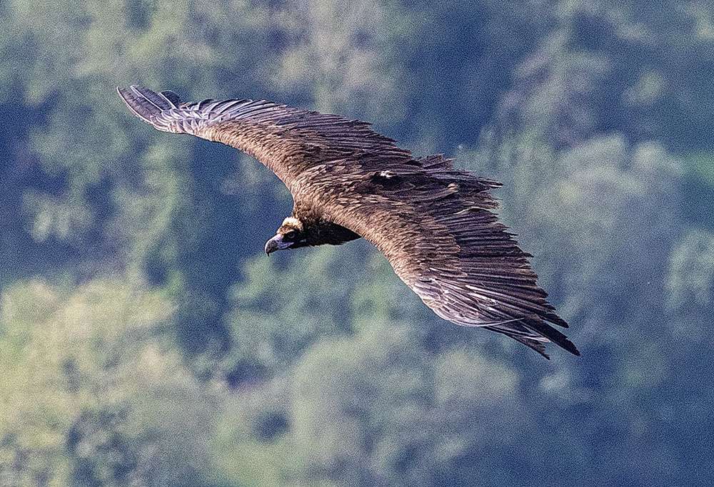L'avvoltoio monaco Tewes