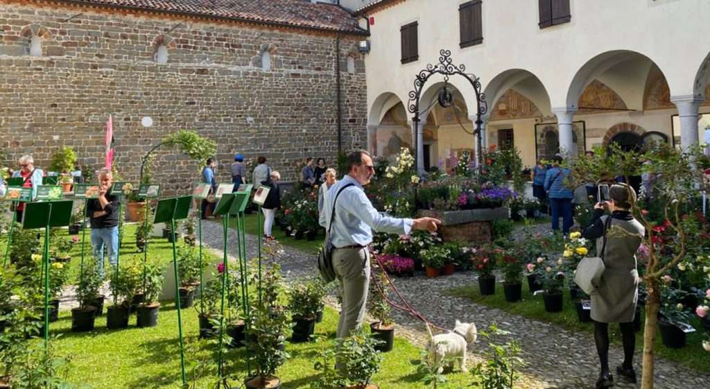 Rosazzo da Rosa