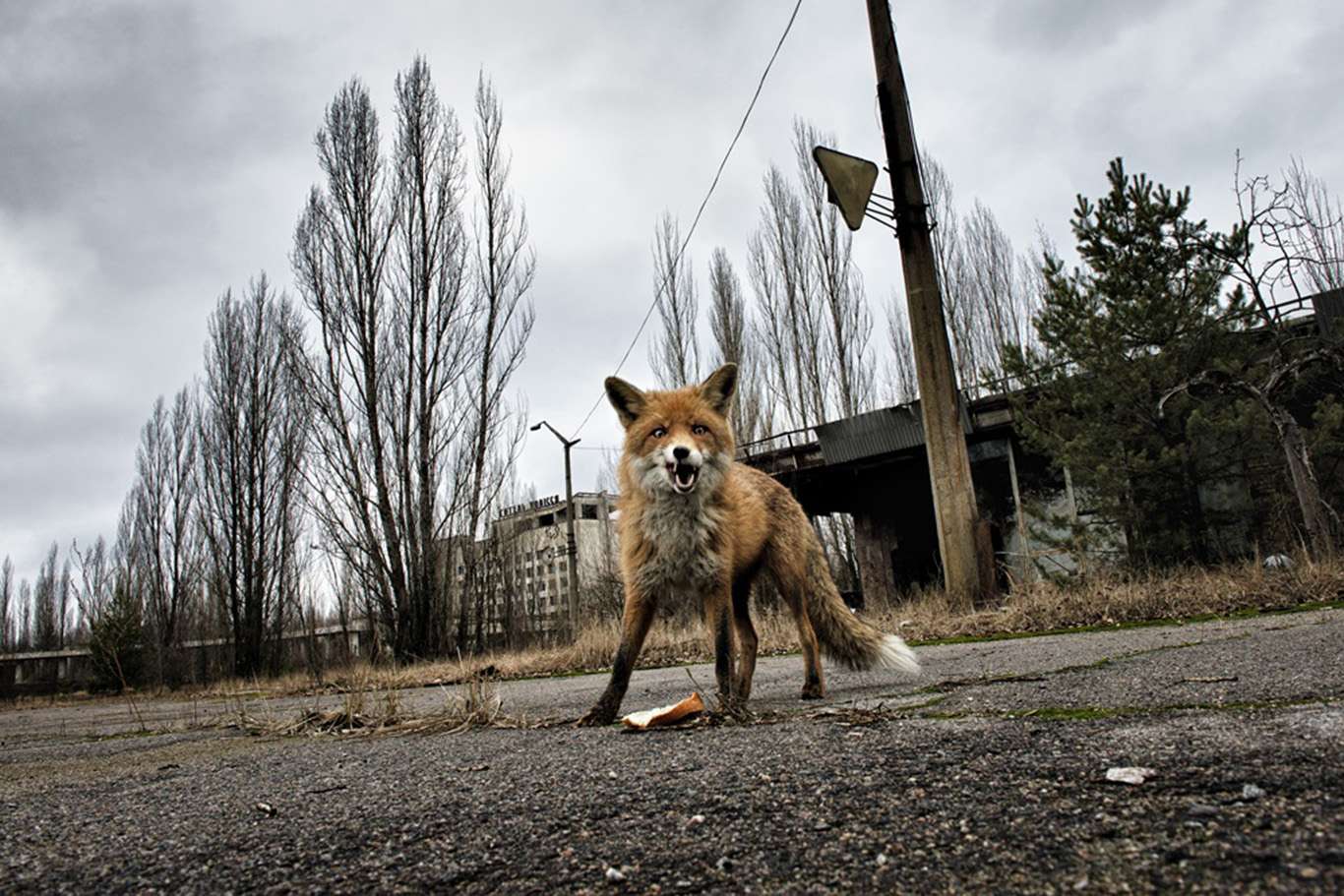 Una volpe vaga per le strade della città fantasma Pripyat, zona di esclusione di Chernobyl, 2015 (ph. Paolo Mittica)