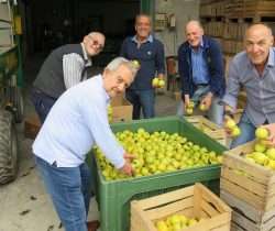 I volontari degli empori della solidarietà recuperano le mele donate