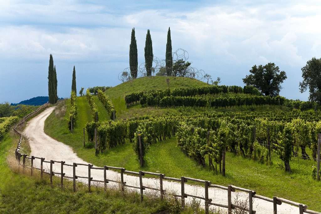 Vigne Museum foto Luigi Vitale 1