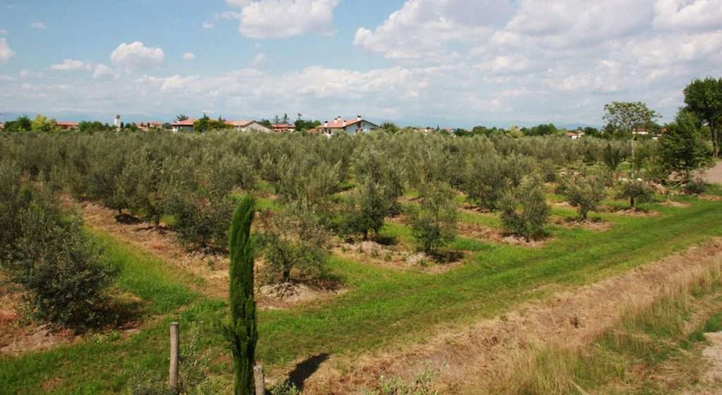Oliveti nella pianura friulana