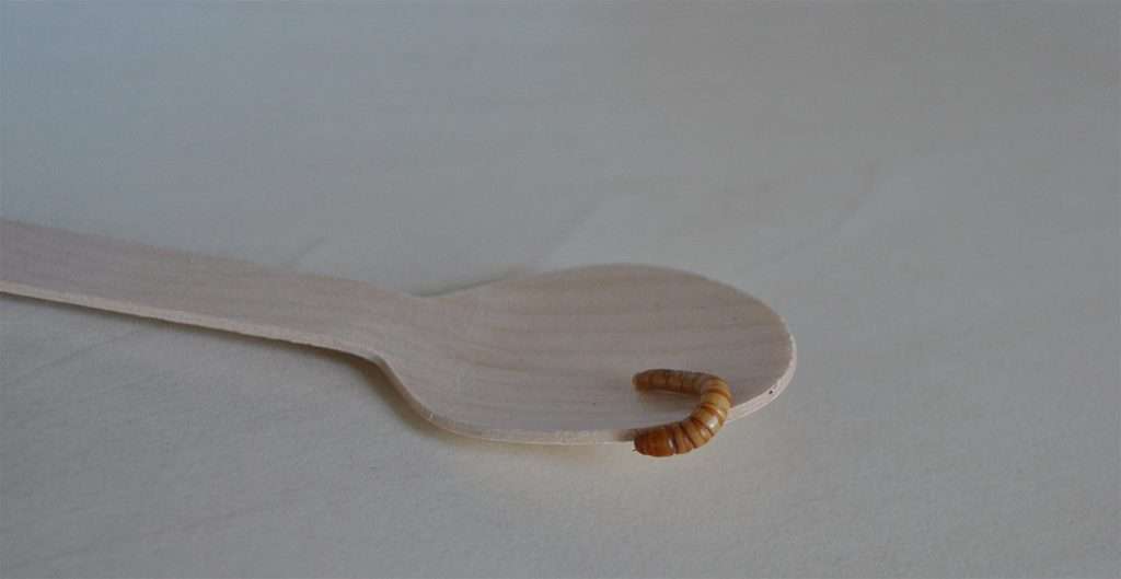 TenebrioMolitor 2