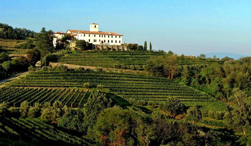 Vigneti e Abbazia di Rosazzo Luigi Vitale1