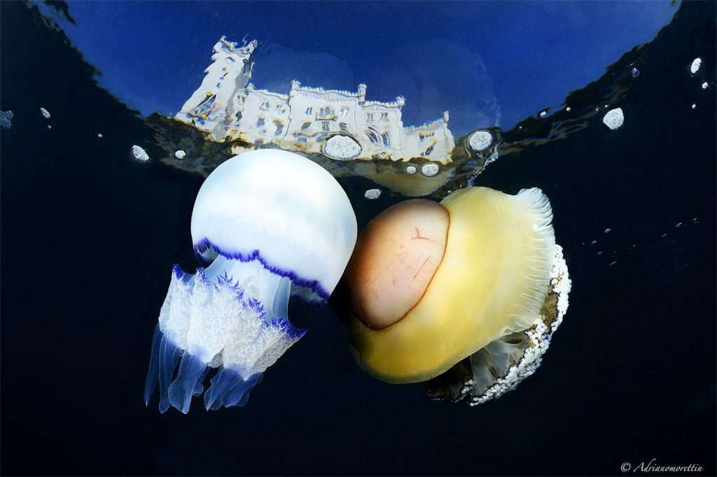 Touch of magic crediti Adriano Morettin