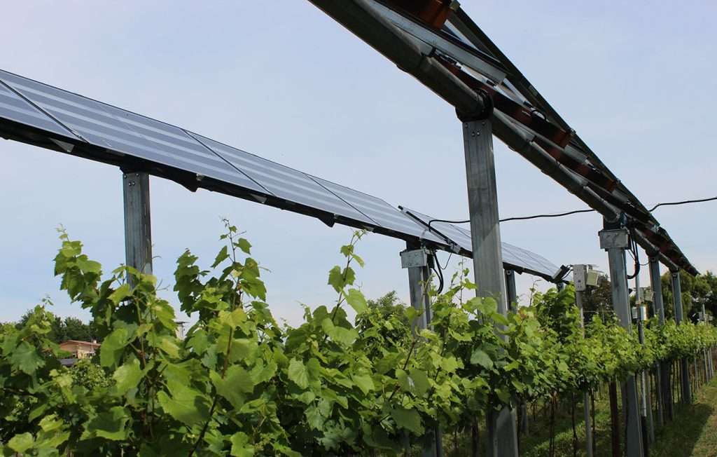 ApeFvg agrivoltaico avanzato su vigneto
