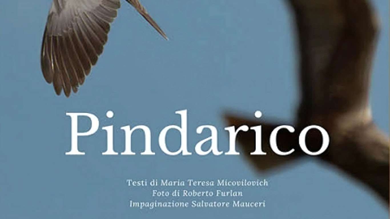 pindarico