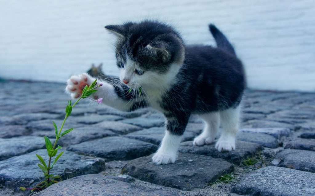 gatto