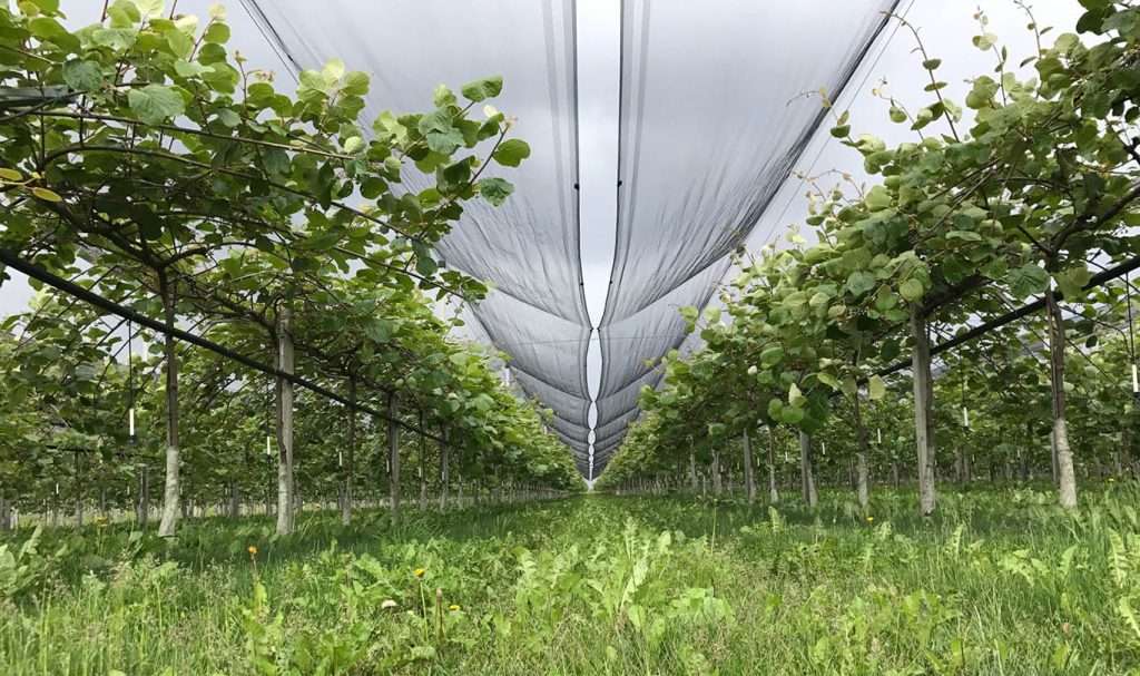 kiwi coop Fruttafriuli