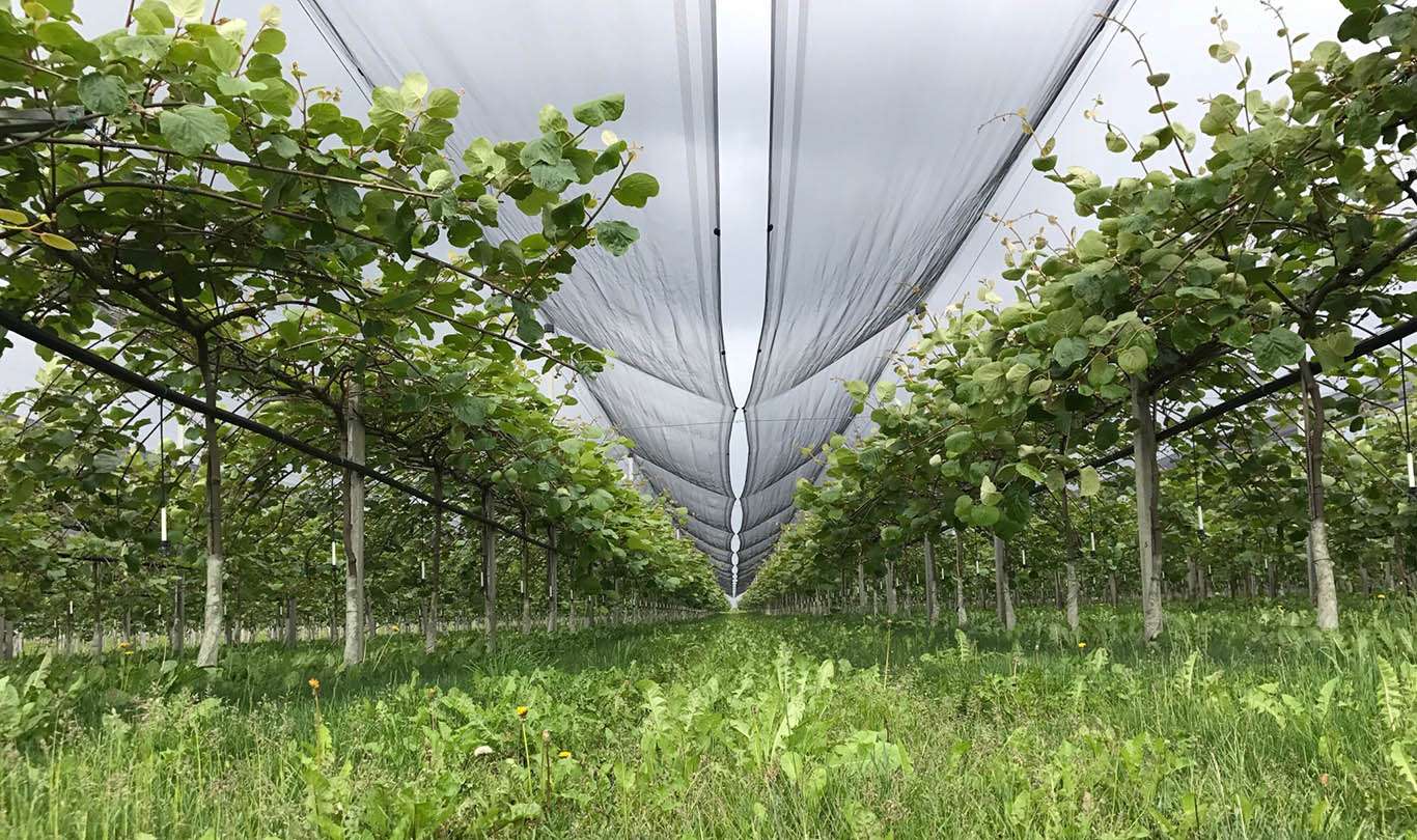 kiwi coop Fruttafriuli