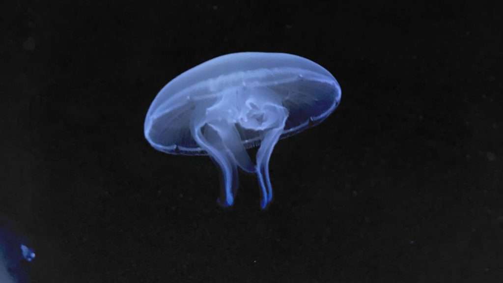 medusa Aurelia