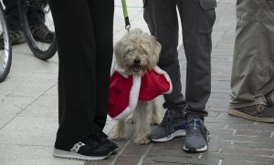 4 Zampette a Natale Monfalcone