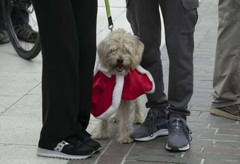 4 Zampette a Natale Monfalcone