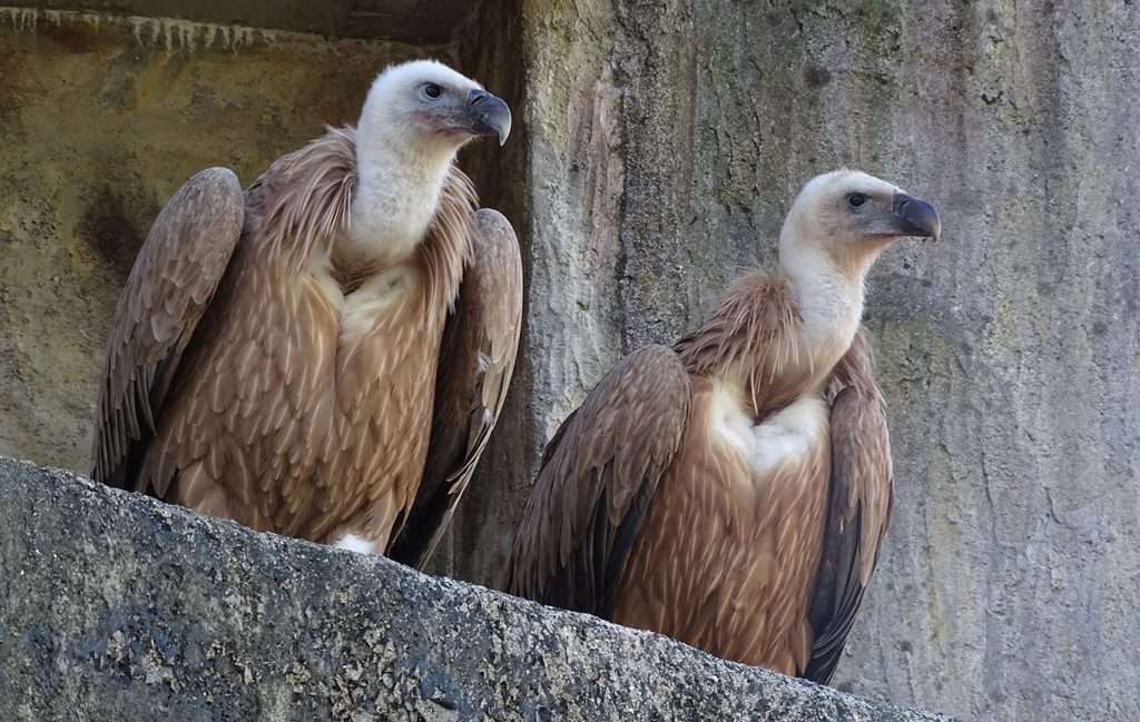 grifoni da zoo Dresda