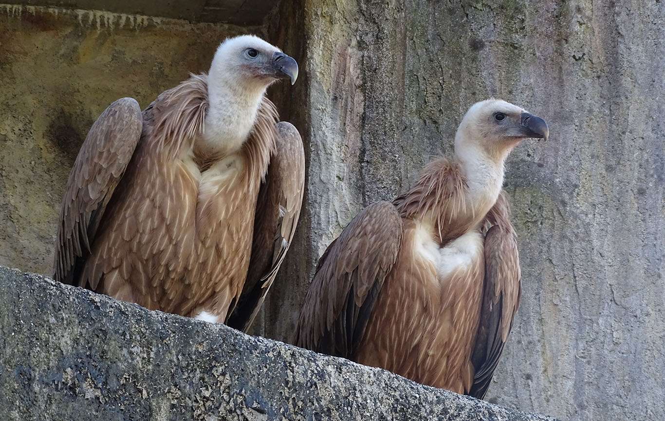 grifoni da zoo Dresda