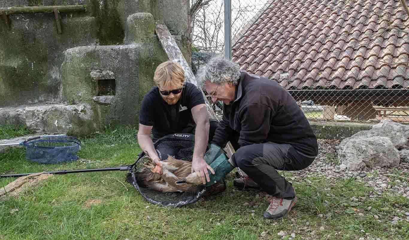 Cornino liberazione grifoni Zoo Dresda
