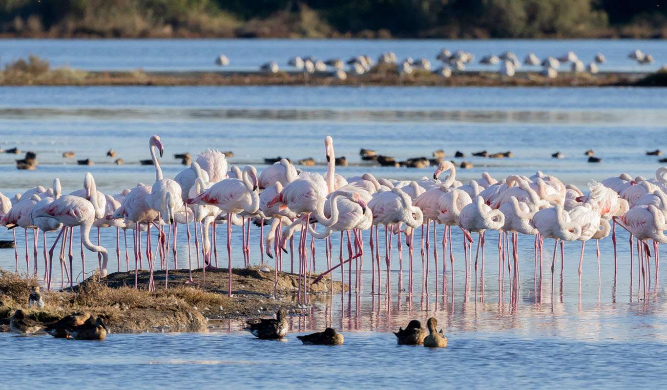 fenicotteri Kajetan Kravos 3