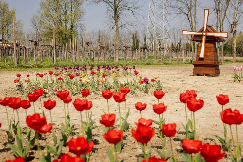 tulipanoparty 2026 03