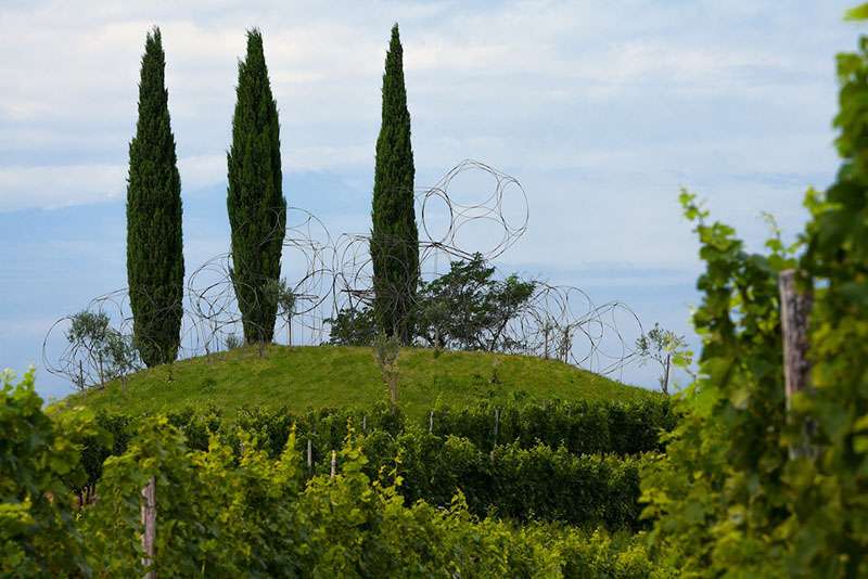 Vigne Museum Luigi Vitale 2 copia