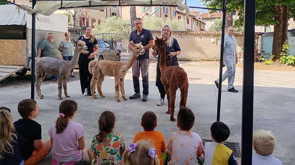 alpaca in asilo a grado 01