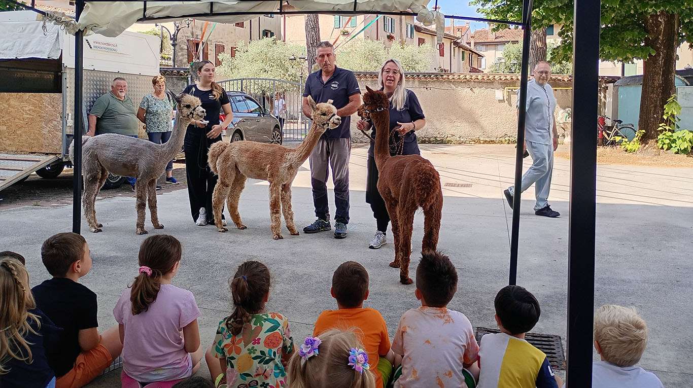 alpaca in asilo a grado 01