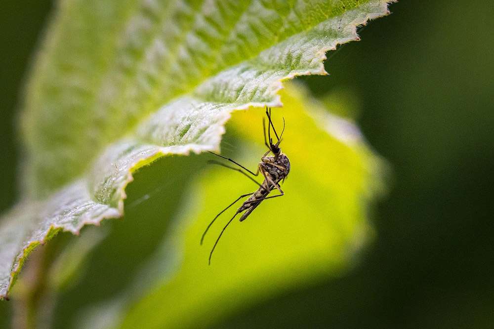 mosquito 4840948 1280