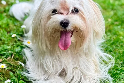 cane