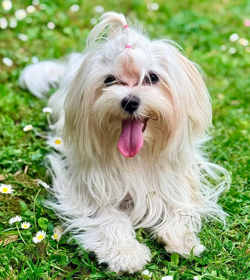cane